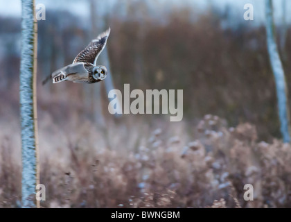 Wilde Short Eared Owl-Jagd über grobe Grasland in Leicestershire Stockfoto