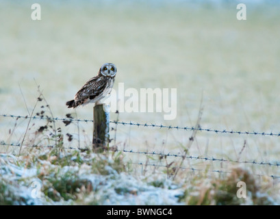 Wilde Short Eared Owl thront auf hölzernen Zaunpfosten in Leicestershire Stockfoto