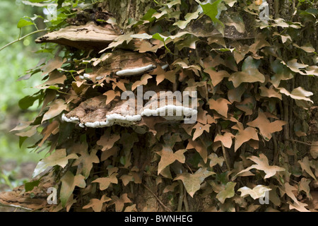 Der Pilz südlichen Halterung (Ganoderma Adspersum) auf einen Stamm bedeckt mit Ivy, Alblasserdam, Süd-Holland, Niederlande Stockfoto