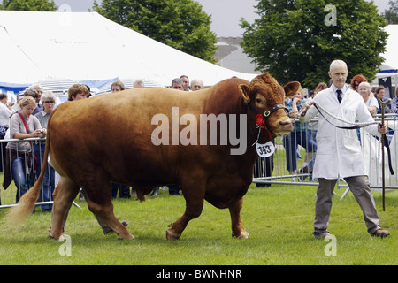 Ein South Devon Stier auf der drei Grafschaften Show in ihren 50. Geburtstag an der Malvern Showground in Worcestershire Stockfoto