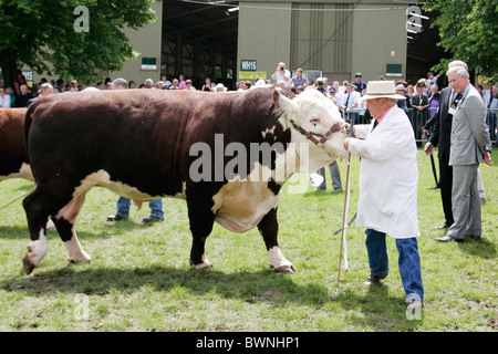 Hereford Bulls bei den drei Landkreisen zeigen in Malvern Showground in Worcestershire Stockfoto