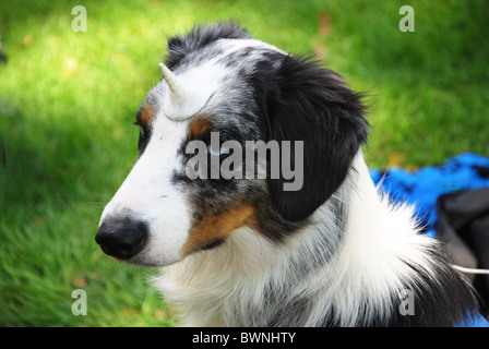 Bunte Schäferhund mit Horn an Cosplay Festival Stockfoto