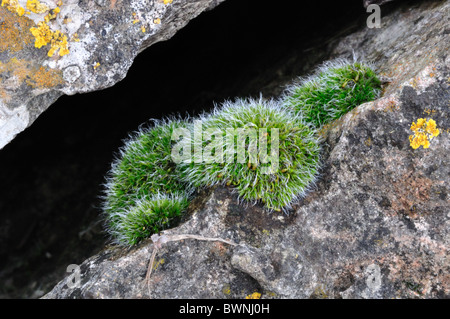 grüne Moschus wächst auf einem Kalksteinfelsen mit gelben Flechten im Hintergrund Stockfoto