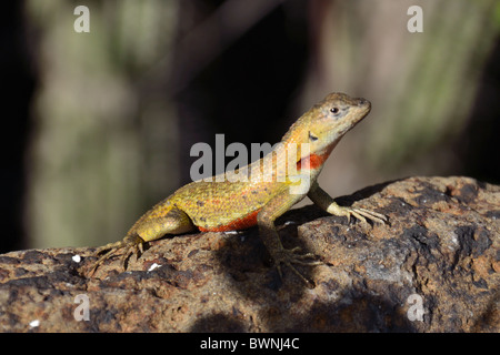 San Cristobal Lava Eidechse Stockfoto