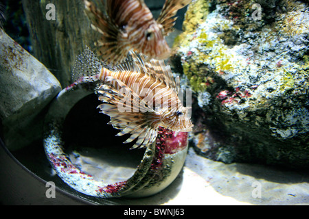 Auch die Lion-Fish Scorpion-Fish ist hell gestreifte Fische der Gattung Pterois aus dem indopazifischen Region namens Stockfoto