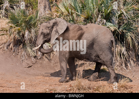 Afrikanischer Elefant (Loxodonta Africana) Staub baden. Das Foto wurde im Krüger Nationalpark, Südafrika. Stockfoto