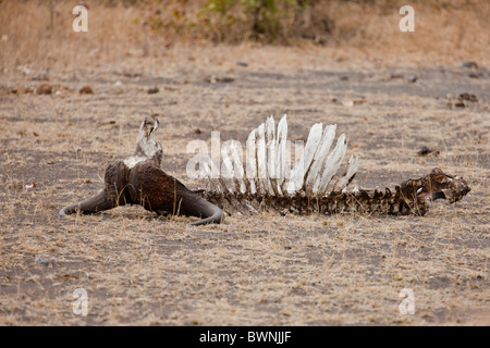 Kadaver eine afrikanische Büffel (Syncerus Caffer) im Busch liegen. Das Foto wurde im Krüger Nationalpark, Südafrika. Stockfoto