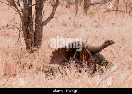 Kadaver eine afrikanische Büffel (Syncerus Caffer) im Busch liegen. Das Foto wurde im Krüger Nationalpark, Südafrika. Stockfoto