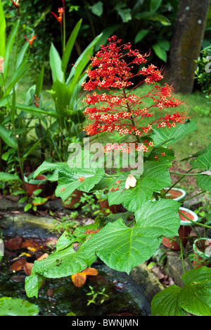 Krone von Lord Krishna Clerodendrum Paniculatum; Pagode Blume; Familie Verbenaceae; gebürtig aus Sri Lanka, Malayasia & Südost-Asien Stockfoto