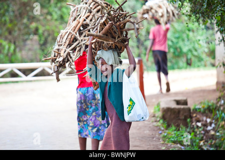 Mädchen tragen Bündel Holz in Nairobi, Kenia Stockfoto