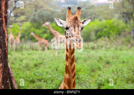 Langata Nature Education Centre, Giraffe Centre, Nairobi, Kenia Stockfoto