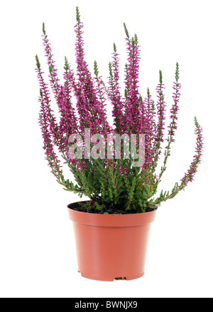 Topf mit Heather in Vase isoliert auf weiss Stockfoto