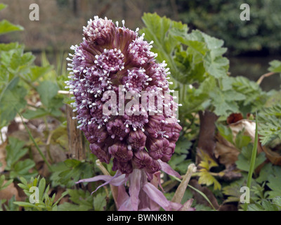 Pestwurz (Petasites Hybridus) in Blüte Stockfoto