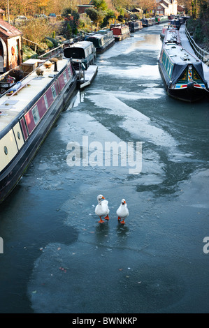 Zwei Gänse zu Fuß auf einem zugefrorenen Kanal umgeben von Kanalboote, Grand Union Canal, Warwick, Warwickshire, Großbritannien Stockfoto