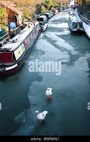 Zwei Gänse zu Fuß auf einem zugefrorenen Kanal umgeben von Kanalboote, Grand Union Canal, Warwick, Warwickshire, Großbritannien Stockfoto