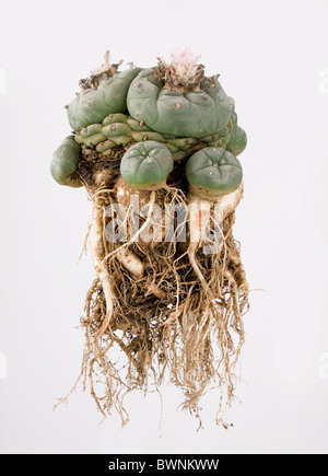 Lophophora Williamsii mit Wurzeln Stockfoto
