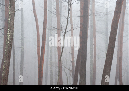 Nebligen Wald von Red Pine in den Bergen von Japan. Stockfoto
