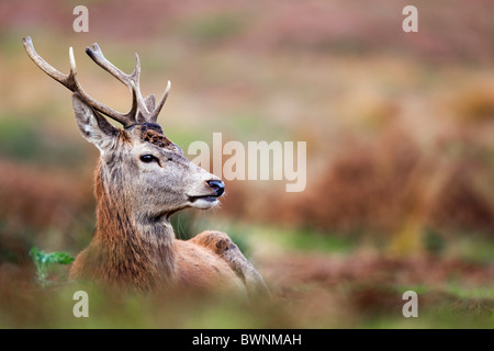 Red Deer; Cervus Elaphus; Hirsch; Herbst Stockfoto