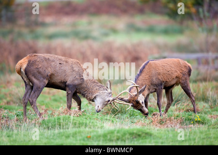 Red Deer; Cervus Elaphus; Hirsche Brunftzeit Stockfoto