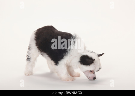 Chinese Crested Dog, Powderpuff, Welpen, 9 Wochen / Blätterteig-Pulver Stockfoto