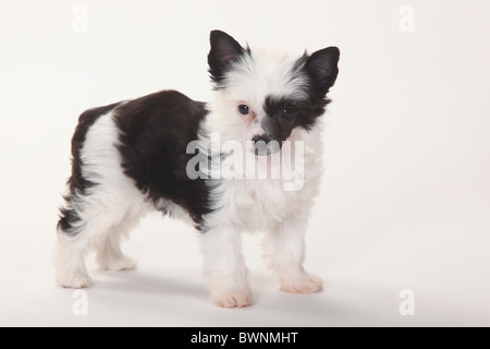 Chinese Crested Dog, Powderpuff, Welpen, 9 Wochen / Blätterteig-Pulver Stockfoto