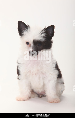 Chinese Crested Dog, Powderpuff, Welpen, 9 Wochen / Blätterteig-Pulver Stockfoto