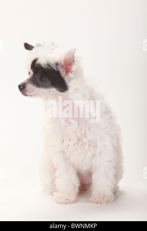 Chinese Crested Dog, Powderpuff, Welpen, 9 Wochen / Blätterteig-Pulver Stockfoto