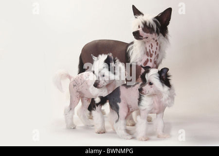 Chinese Crested Dogs, haarlos, Welpen, 9 Wochen und 4 Monaten Stockfoto