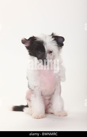 Chinese Crested Dog, haarlos, Welpen, 9 Wochen Stockfoto