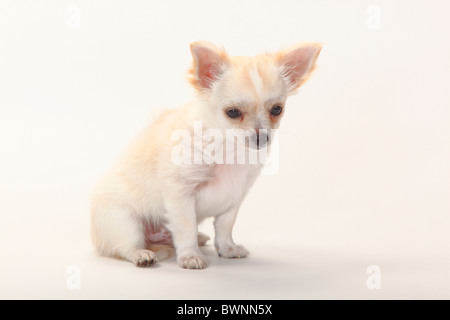 Chihuahua, Langhaar, Welpe, 12 Wochen Stockfoto