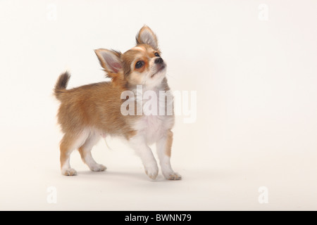 Chihuahua, Langhaar, Welpe, 12 Wochen Stockfoto