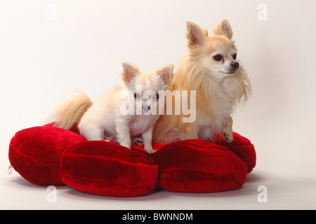 Chihuahua, Langhaar, mit Welpen, 12 Wochen / Kissen Stockfoto