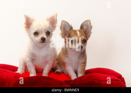 Chihuahua, Langhaar, Welpen, 12 Wochen / Kissen Stockfoto