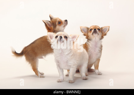 Chihuahua, Langhaar, Welpen, 12 Wochen Stockfoto