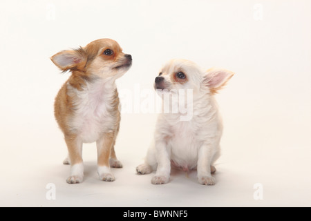 Chihuahua, Langhaar, Welpen, 12 Wochen Stockfoto