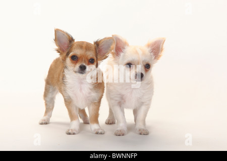 Chihuahua, Langhaar, Welpen, 12 Wochen Stockfoto