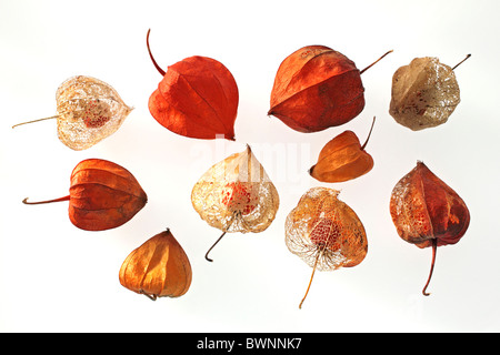 Die orange Samenkapseln der Physalis Alkekengi oder chinesische Laterne, Studio Bild. Stockfoto