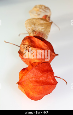 Die orange Samenkapseln der Physalis Alkekengi oder chinesische Laterne, Studio Bild. Stockfoto