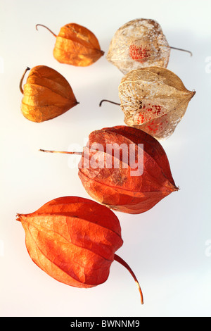 Die orange Samenkapseln der Physalis Alkekengi oder chinesische Laterne, Studio Bild. Stockfoto