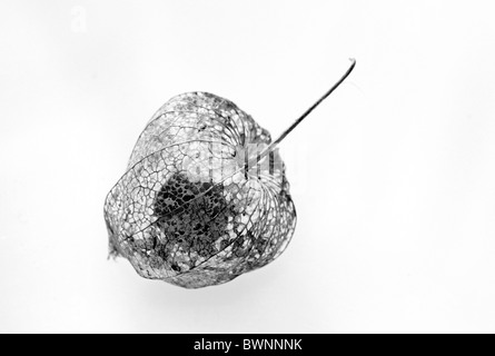 Das Skelett Samenkapseln der Physalis Alkekengi oder chinesische Laterne, Studio Bild. Stockfoto