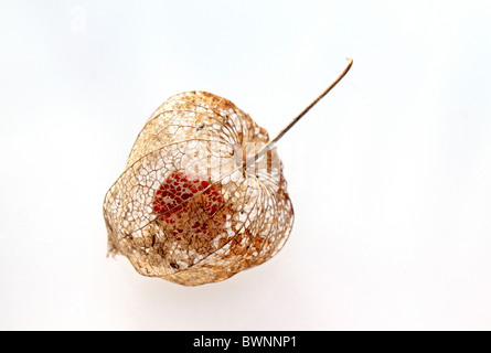 Das Skelett Samenkapseln der Physalis Alkekengi oder chinesische Laterne, Studio Bild. Stockfoto