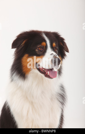 Australian Shepherd, Black-tri Stockfoto