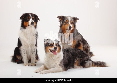 Australian Shepherds, Black-Tri und Blue-merle Stockfoto