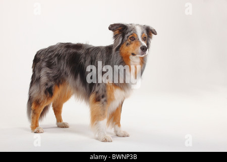 Australian Shepherd, Blue-merle Stockfoto