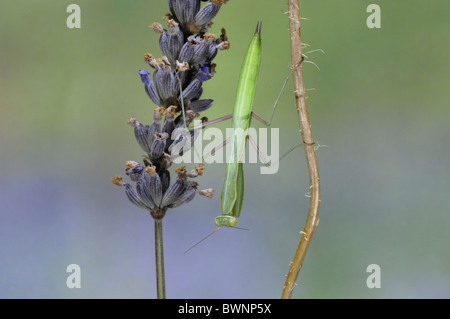 Europäische beten Gottesanbeterin - Europäische Gottesanbeterin (Mantis Religiosa) grüne Probe warten auf Beute auf Blume Lavendel Stockfoto