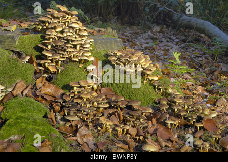 Sulphur Tuft - Schwefel Büschel (Grünblättriger Fasciculare - Nematoloma Fasciculare) auf bemoosten stumpf - Belgien Stockfoto