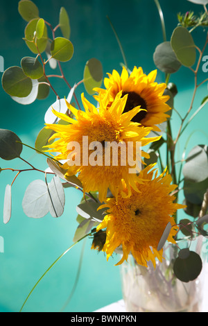 Schöne Sonnenblumen Anordnung in vase Stockfoto