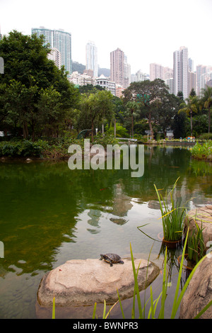 Im Hong Kong Park ist ein öffentlicher Park neben Cotton Tree Drive in Central, Hongkong. Es umfasst eine Fläche von 80.000 m ² Stockfoto