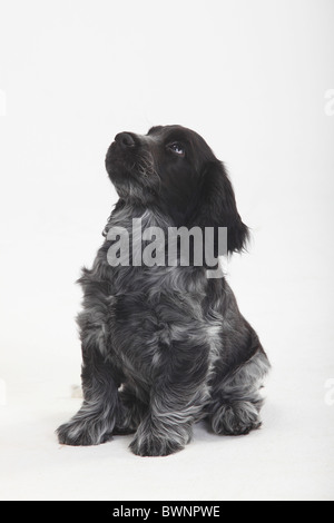 English Cocker Spaniel, Welpe, 10 Wochen Stockfoto