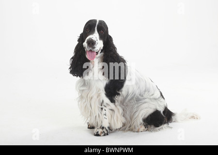 English Cocker Spaniel, schwarz/weiß Stockfoto